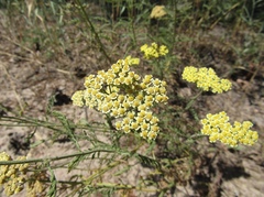 Achillea × submicrantha