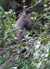 Cercopithecus mitis labiatus