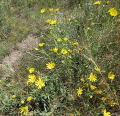 Jacobaea borysthenica