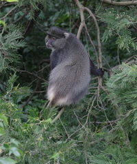 Cercopithecus mitis labiatus