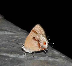 Rubroserrata ecbatana