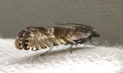 Sereda tautana