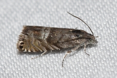 Sereda tautana
