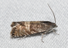 Sereda tautana