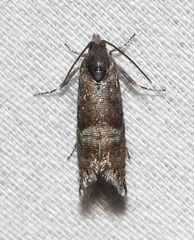 Sereda tautana