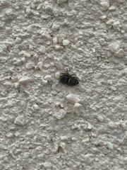 Heliophanus tribulosus