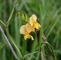 Lathyrus hierosolymitanus