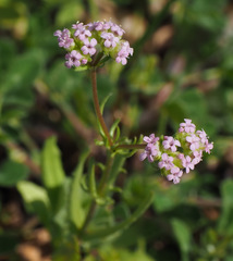 Valerianella vesicaria