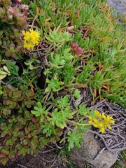 Sedum praealtum