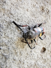 Lissonotus flavocinctus