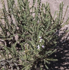 Junellia seriphioides