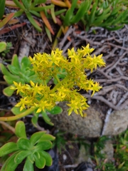 Sedum praealtum