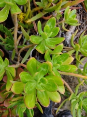 Sedum praealtum