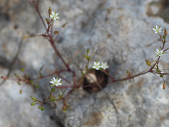 Sabulina tenuifolia