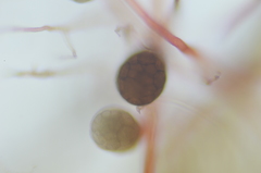 Imbribryum subapiculatum