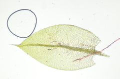Imbribryum subapiculatum