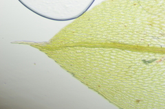 Imbribryum subapiculatum