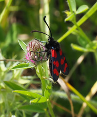 Zygaena graslini