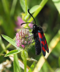 Zygaena graslini