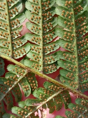 Dryopteris affinis