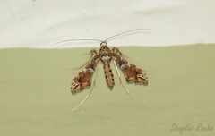 Lineodes vulnifica