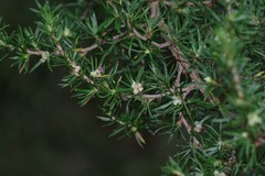 Cliffortia paucistaminea