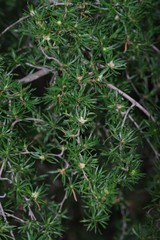 Cliffortia paucistaminea