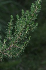 Cliffortia paucistaminea