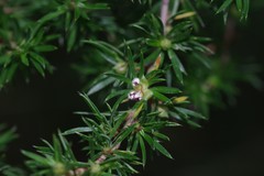 Cliffortia paucistaminea