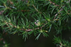 Cliffortia paucistaminea