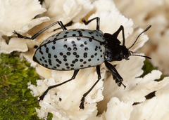 Cypherotylus impressopunctatus