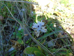 Bellevalia hyacinthoides