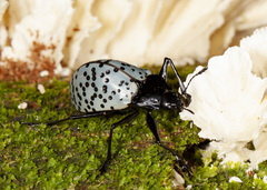 Cypherotylus impressopunctatus
