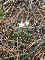Claytonia rosea