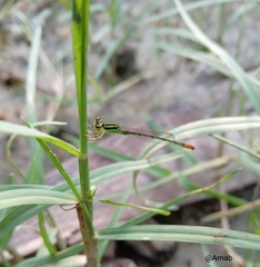 Agriocnemis kalinga