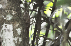 Dendrocolaptes picumnus