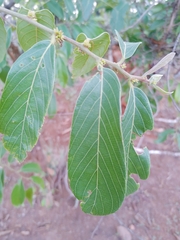Bridelia ferruginea
