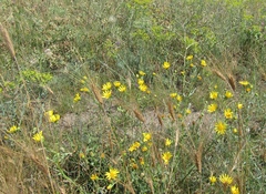 Jacobaea borysthenica