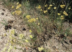 Achillea × submicrantha