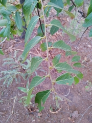 Bridelia ferruginea