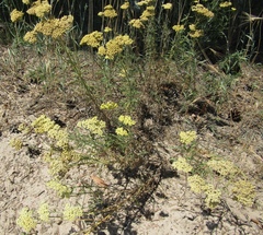 Achillea × submicrantha