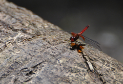 Erythrodiplax fervida