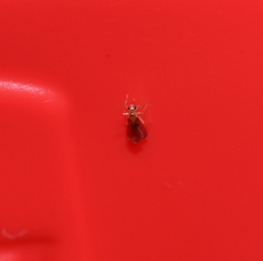 Neuroterus quercusirregularis