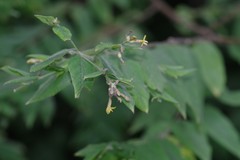 Englerodaphne pilosa