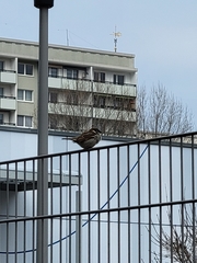 Passer domesticus