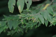 Englerodaphne pilosa