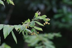 Englerodaphne pilosa