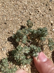 Lasiopogon