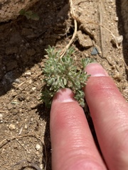 Lasiopogon