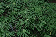 Euphorbia kraussiana